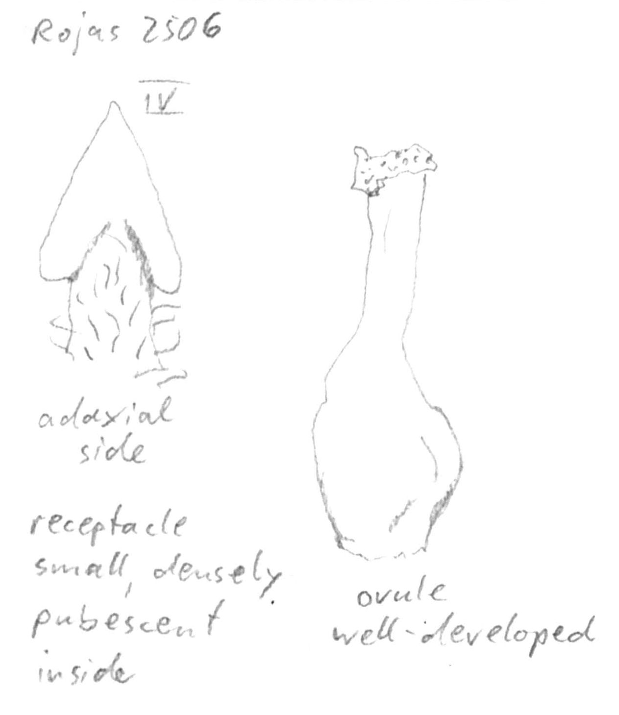 Vorschaubild Persea sphaerocarpa (H.J.P. Winkl.) Kosterm.